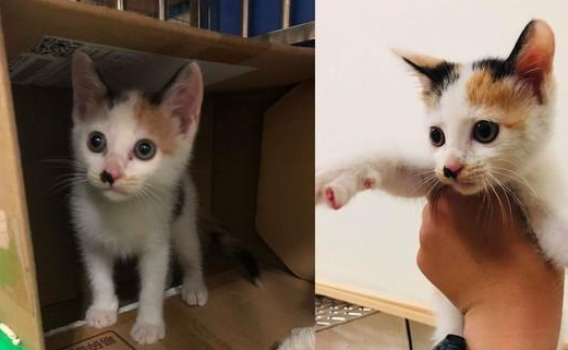 家中现已有十一只宠物，却意外捡到了两只三花猫，它仍旧挑选收