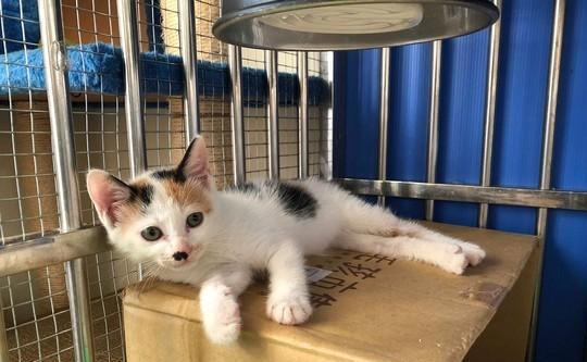 家中现已有十一只宠物，却意外捡到了两只三花猫，它仍旧挑选收