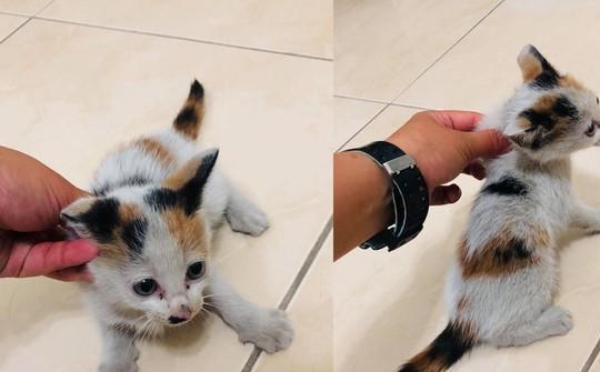 家中现已有十一只宠物，却意外捡到了两只三花猫，它仍旧挑选收