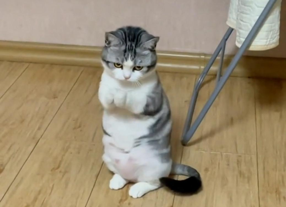 猫咪“拜拜手”也太可爱了，为你盘点那些奇特的肢体言语~