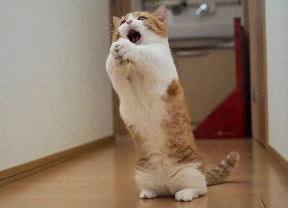 猫咪“拜拜手”也太可爱了，为你盘点那些奇特的肢体言语~