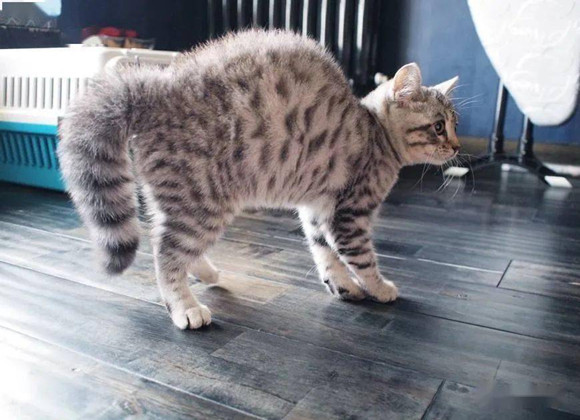 猫咪“拜拜手”也太可爱了，为你盘点那些奇特的肢体言语~