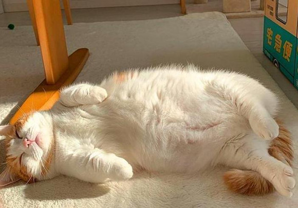 猫咪“拜拜手”也太可爱了，为你盘点那些奇特的肢体言语~