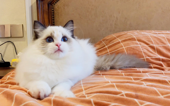猫咪“拜拜手”也太可爱了，为你盘点那些奇特的肢体言语~