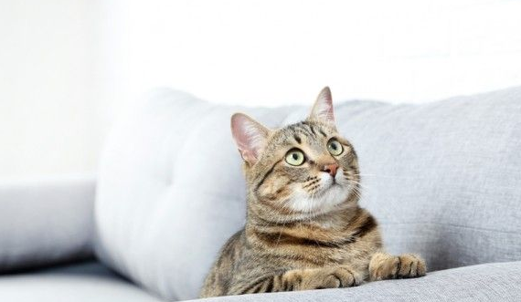 美国男人领养一只弃猫 被猫咬脚趾救命