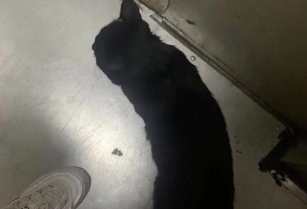 什么叫格式？“我家猫自己开门爬十几层楼，约请楼下小猫回家干饭！”