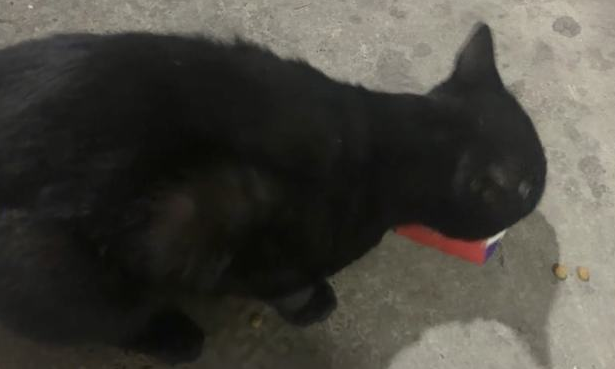 什么叫格式？“我家猫自己开门爬十几层楼，约请楼下小猫回家干饭！”