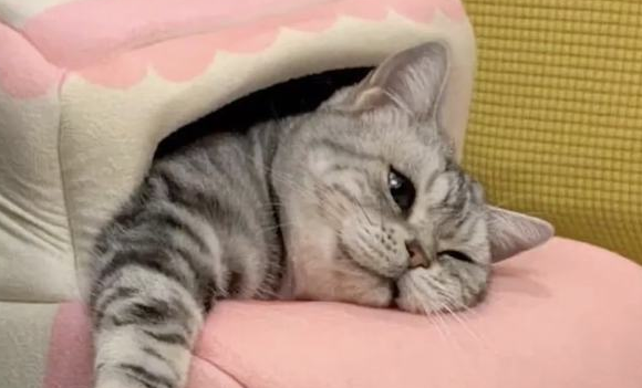 什么叫格式？“我家猫自己开门爬十几层楼，约请楼下小猫回家干饭！”