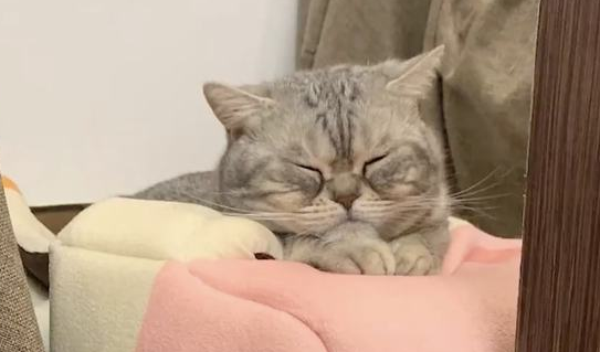 什么叫格式？“我家猫自己开门爬十几层楼，约请楼下小猫回家干饭！”