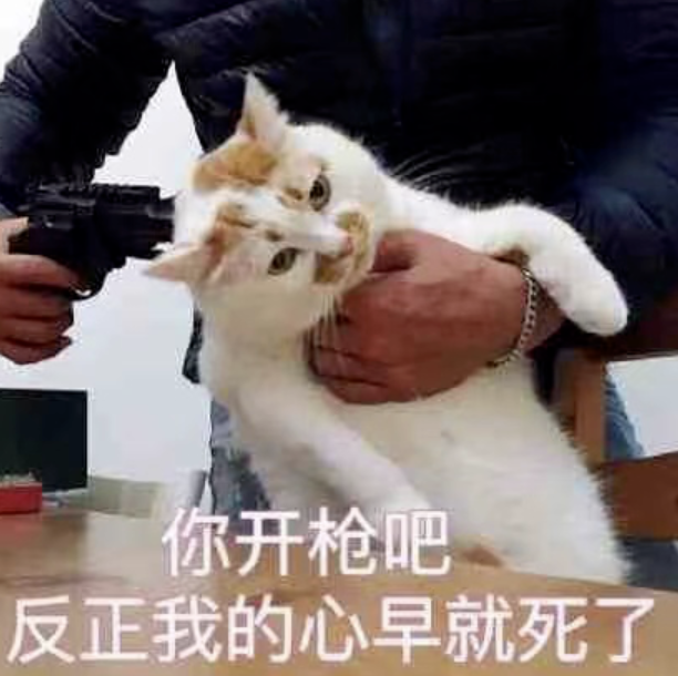 喝酒、美甲、过度摄入猫薄荷，“宠物网红”正在遭受损害