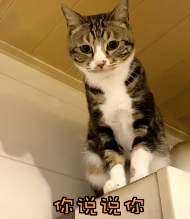 喝酒、美甲、过度摄入猫薄荷，“宠物网红”正在遭受损害
