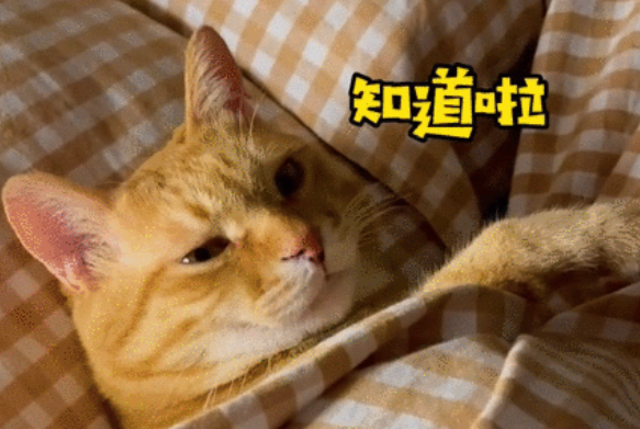喝酒、美甲、过度摄入猫薄荷，“宠物网红”正在遭受损害