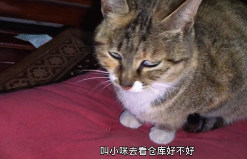 喝酒、美甲、过度摄入猫薄荷，“宠物网红”正在遭受损害