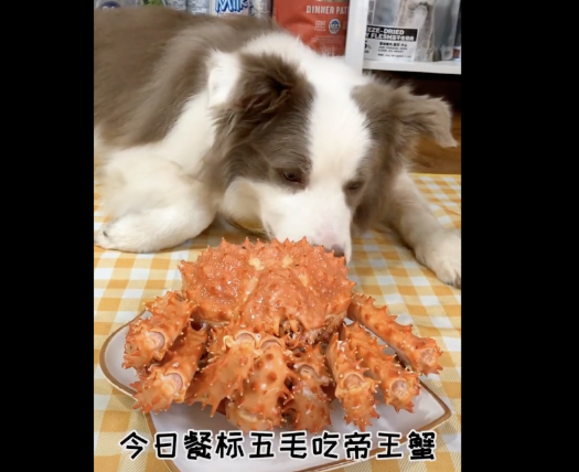 喝酒、美甲、过度摄入猫薄荷，“宠物网红”正在遭受损害