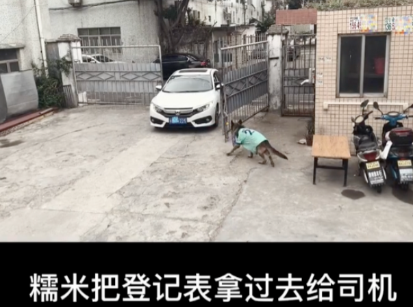 喝酒、美甲、过度摄入猫薄荷，“宠物网红”正在遭受损害