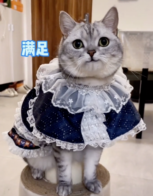 喝酒、美甲、过度摄入猫薄荷，“宠物网红”正在遭受损害