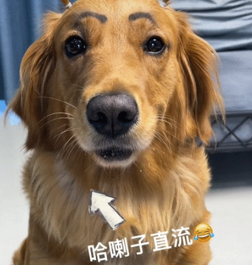 喝酒、美甲、过度摄入猫薄荷，“宠物网红”正在遭受损害