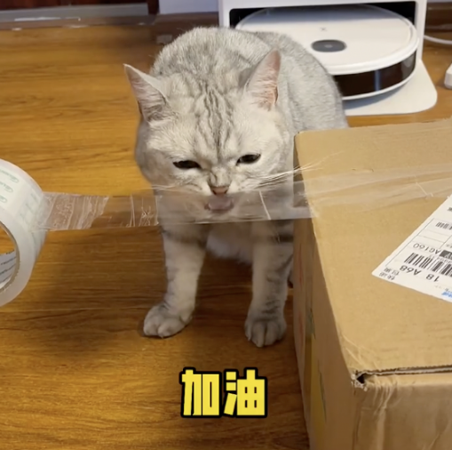 喝酒、美甲、过度摄入猫薄荷，“宠物网红”正在遭受损害