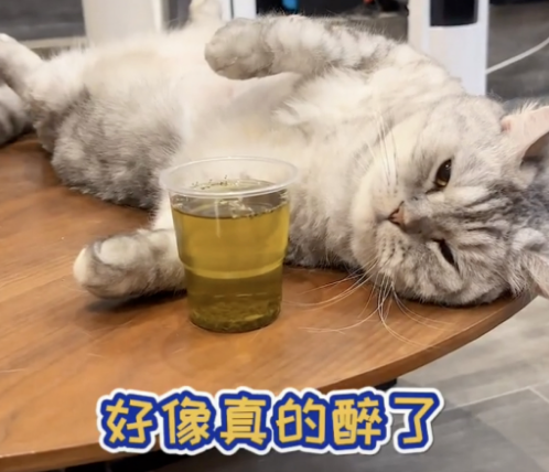 喝酒、美甲、过度摄入猫薄荷，“宠物网红”正在遭受损害