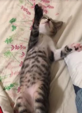小猫玩到一半“断电”睡着，爪子还举着，十分钟后醒来持续玩 1