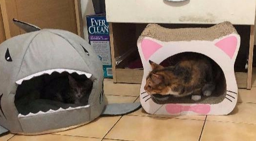 小猫玩到一半“断电”睡着，爪子还举着，十分钟后醒来持续玩 3