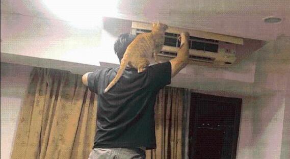 主人踩在板凳上修空调，猫咪非要站在膀子上凑热闹