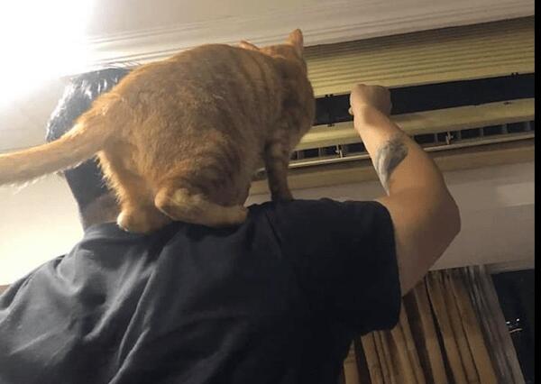 主人踩在板凳上修空调，猫咪非要站在膀子上凑热闹
