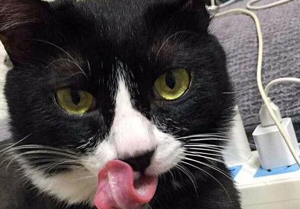 妈妈让猫咪盯着小主人, 不让她出门, 猫咪仔细严厉的表情逗哭主人 