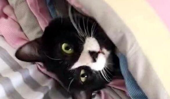 妈妈让猫咪盯着小主人, 不让她出门, 猫咪仔细严厉的表情逗哭主人 