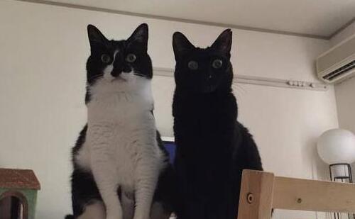 妈妈让猫咪盯着小主人, 不让她出门, 猫咪仔细严厉的表情逗哭主人 