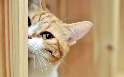猫咪每天早晨叫醒主人，其实是猫咪给主人的“暗示”