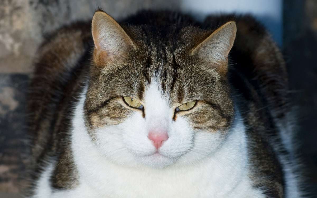 猫咪每天早晨叫醒主人，其实是猫咪给主人的“暗示”