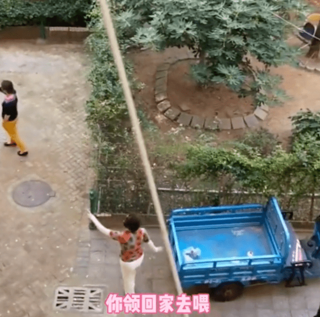 山东一女孩好意喂食漂泊猫，引大妈不满一脚将猫踢走：领你家喂去 
