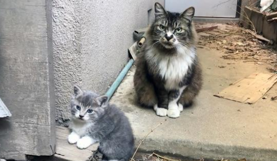 漂泊猫因表面被厌弃，为了给小猫找好归宿，把它自动送给好心人