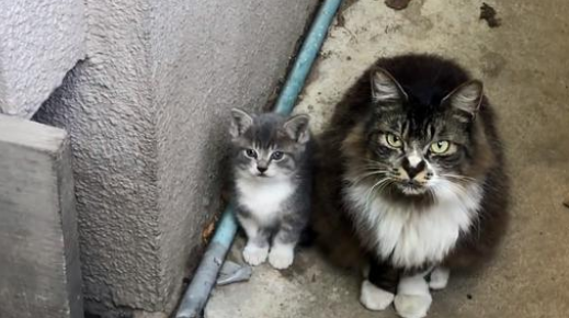 漂泊猫因表面被厌弃，为了给小猫找好归宿，把它自动送给好心人