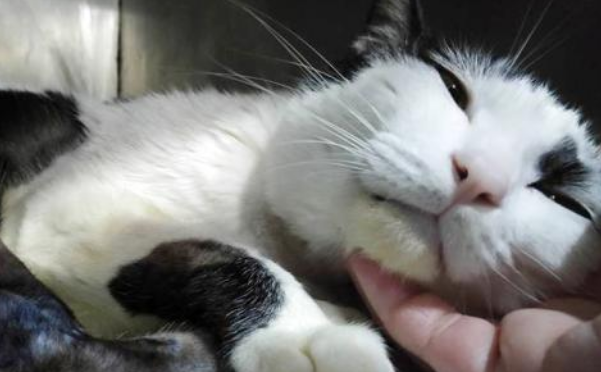 猫咪不如狗狗在乎主人？这只守在主人门口两年的猫，告知你答案