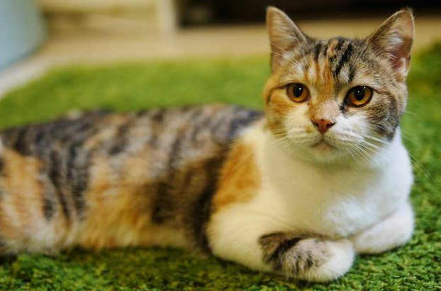 三色公猫，拍出2千万日元，网友：我找猫去了
