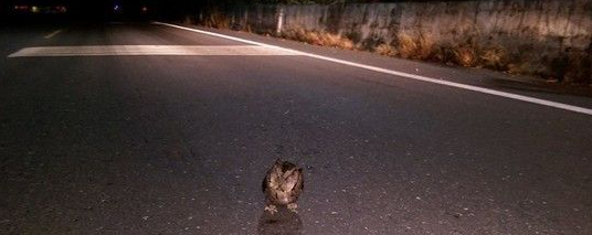 巡山员开车回家 惊见猫头鹰站在马路中心慌神