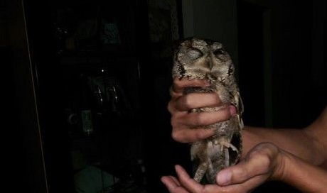 巡山员开车回家 惊见猫头鹰站在马路中心慌神