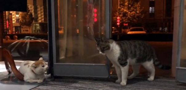漂泊猫上门讨食，惨遭家猫驱赶，两只猫终究一同被送上手术台