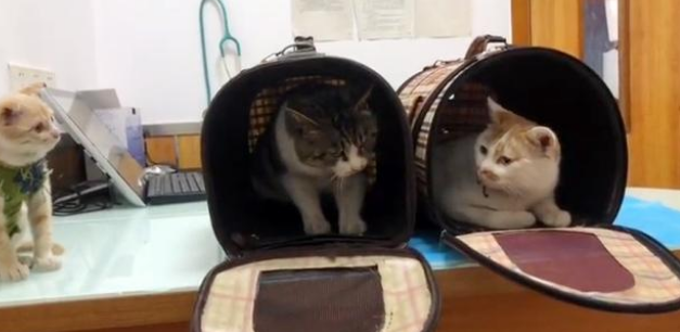 漂泊猫上门讨食，惨遭家猫驱赶，两只猫终究一同被送上手术台