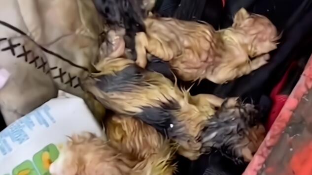 5只小猫在废物桶喊“救命”，阿姨哆嗦着救猫：是谁这么决然？