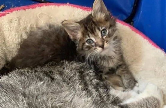 仁慈的家猫，每天带着不同的小猫回家，将自己的食物共享给它们