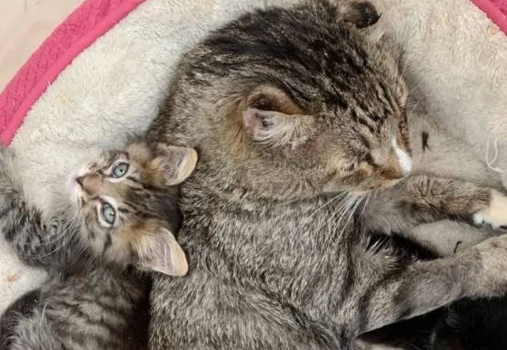 仁慈的家猫，每天带着不同的小猫回家，将自己的食物共享给它们