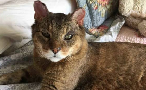 仁慈的家猫，每天带着不同的小猫回家，将自己的食物共享给它们