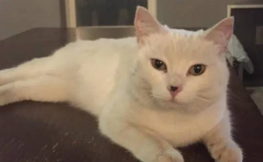 仁慈的家猫，每天带着不同的小猫回家，将自己的食物共享给它们