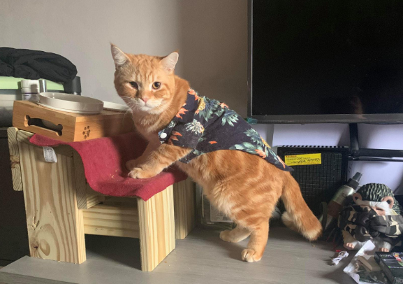 猫咪乱吃东西，铲屎官不注意的时分，果果十分风险