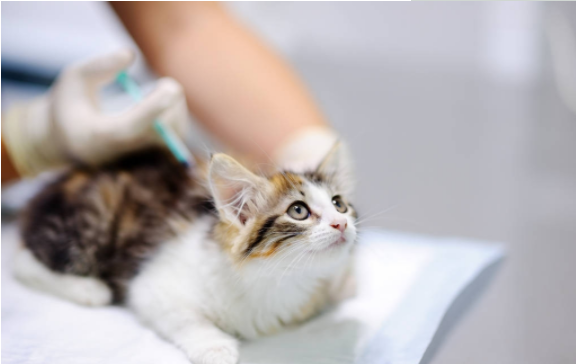 猫咪生病了怎么办？这几种疾病在家医治比去宠物医院靠谱