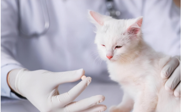 猫咪生病了怎么办？这几种疾病在家医治比去宠物医院靠谱