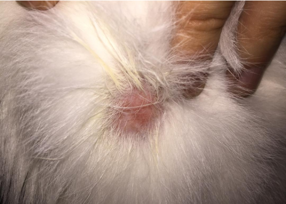 猫咪生病了怎么办？这几种疾病在家医治比去宠物医院靠谱